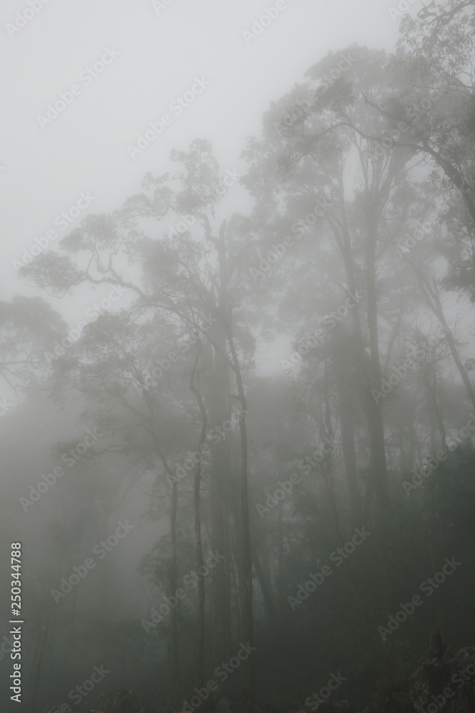 Foggy tropical rainforests, Foggy woods. Nature landscape background. Foggy tropical rainforests, Foggy woods. Nature landscape background.
