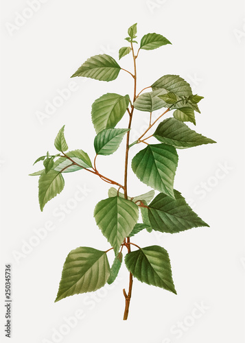 Black birch tree