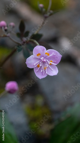 Beautiful wild flower  scientific name Dichocarpum hypoglaucum 