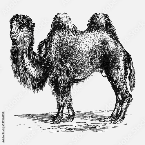Vintage camel illustration
