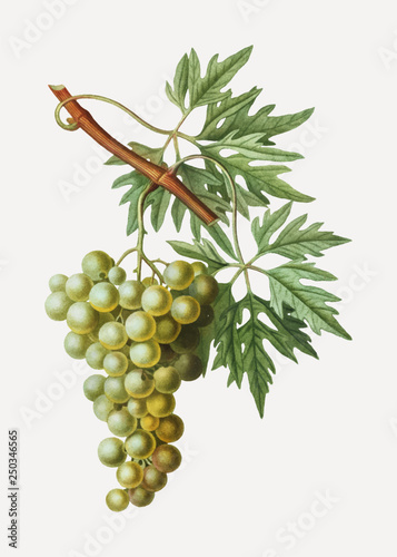 Green grape cluster photo