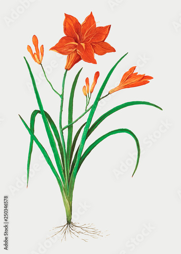 Wallpaper Mural Orange daylily in vintage style Torontodigital.ca