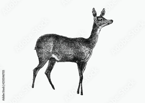 Obraz na plátne Fawn deer from Africa
