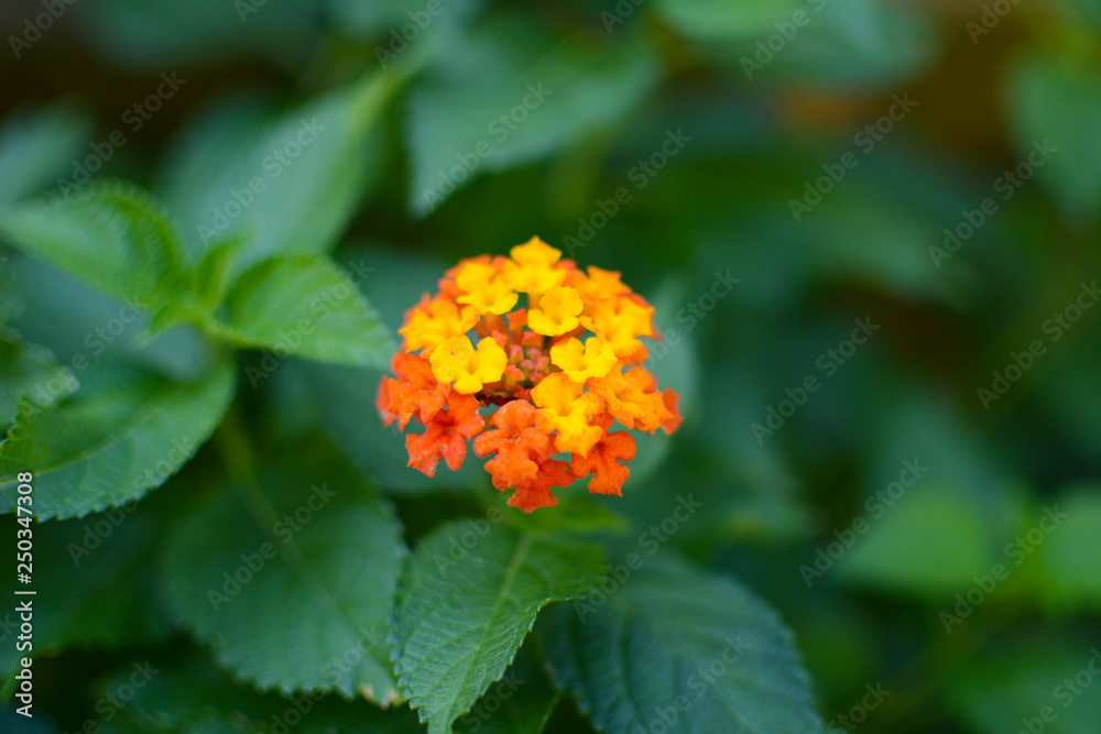 野に咲く草花 野に咲く草花