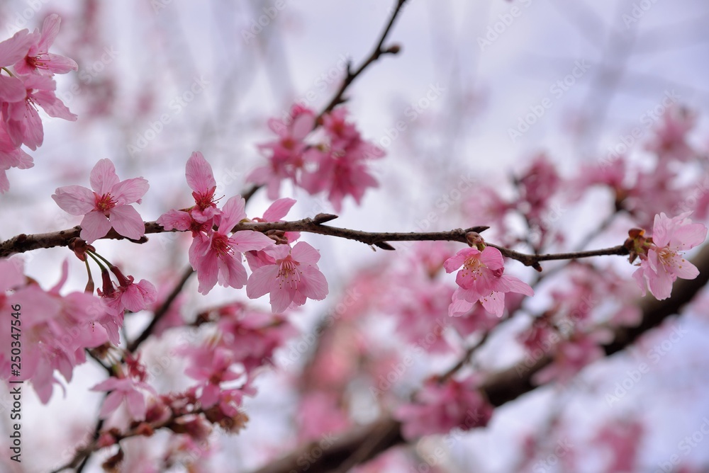 Blooming Showa Cherry Blossoms(Prunus 'Keio‐zakura') in the mountains, Taiwan. Blooming Showa Cherry Blossoms(Prunus 'Keio‐zakura') in the mountains, Taiwan.