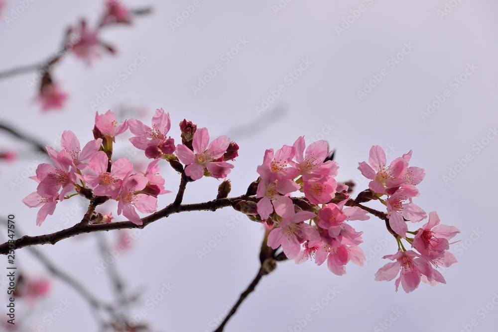 Blooming Showa Cherry Blossoms(Prunus 'Keio‐zakura') in the mountains, Taiwan. Blooming Showa Cherry Blossoms(Prunus 'Keio‐zakura') in the mountains, Taiwan.