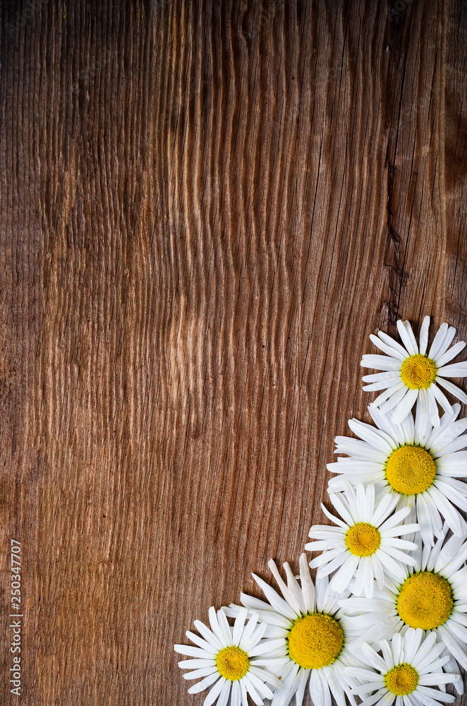Obraz premium Old wood background with daisy