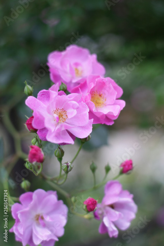 バラの花