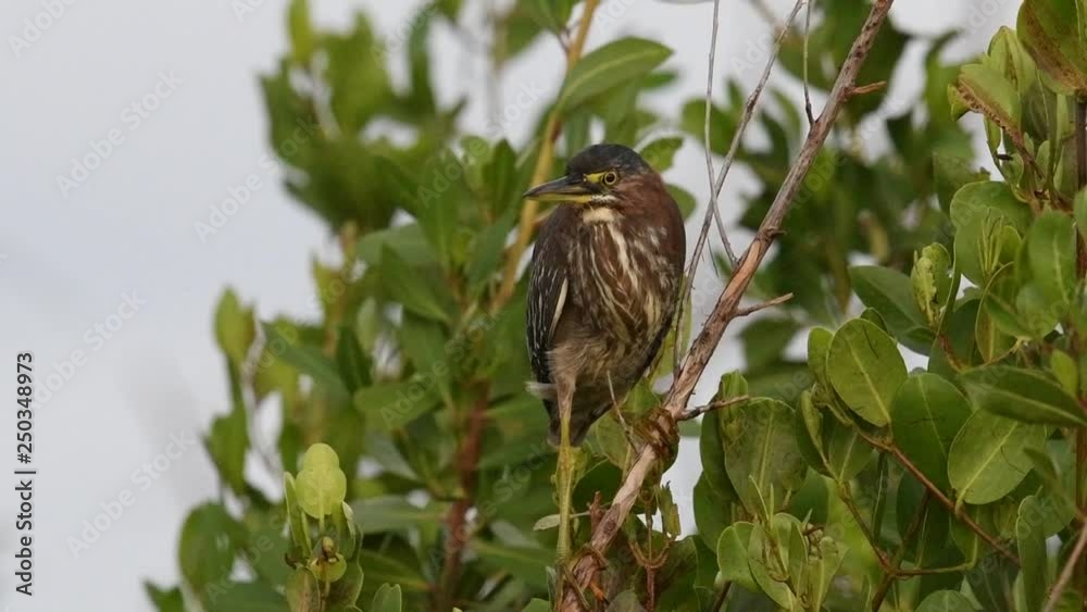 The green heron fly away. Scientific name: Butorides virescens maculata. Cuba.