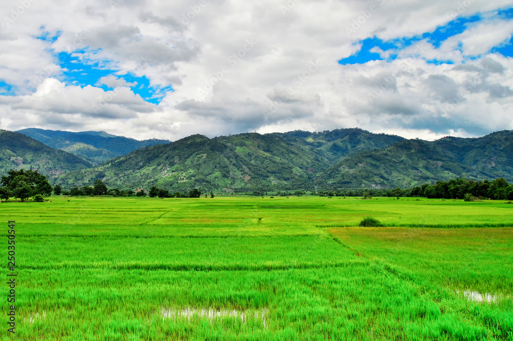 rice fields in Vietnam, against the background of mountains and cloudy skies rice fields in Vietnam, against the background of mountains and cloudy skies