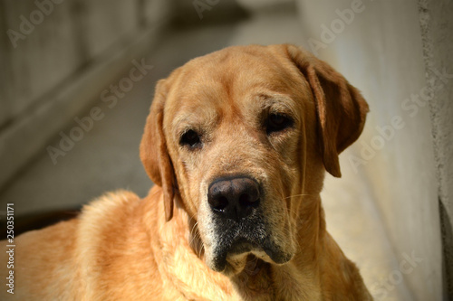 portrait of a labrador