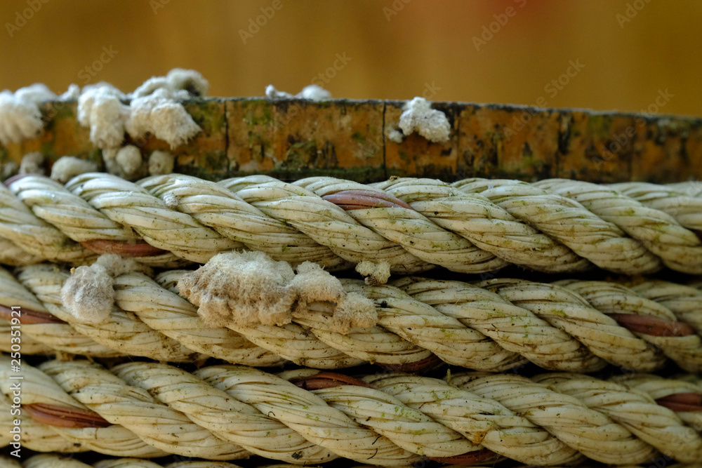 the close up of Bamboo rope. Stock Photo