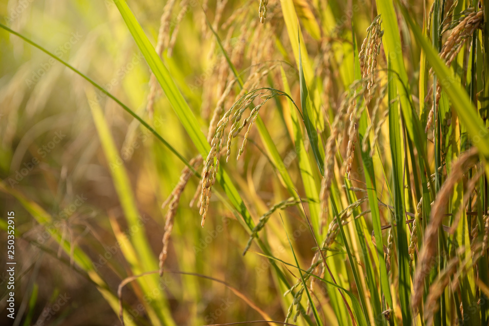 Organic Jasmine Rice in the Rice Field Background Organic Jasmine Rice in the Rice Field Background