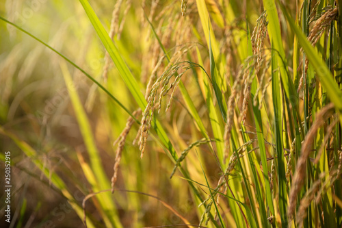 Organic Jasmine Rice in the Rice Field Background