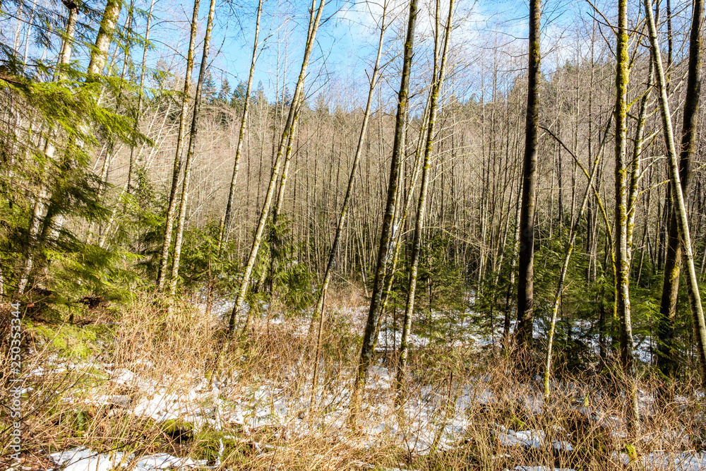 leafless trees inside forest with some green bushes under on a snow covered ground under blue sky leafless trees inside forest with some green bushes under on a snow covered ground under blue sky