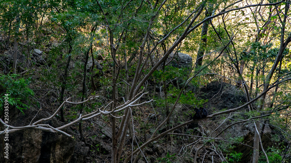 Magic mountains, sheer cliffs, monkeys, crocodiles - Canyon del Sumidero Magic mountains, sheer cliffs, monkeys, crocodiles - Canyon del Sumidero