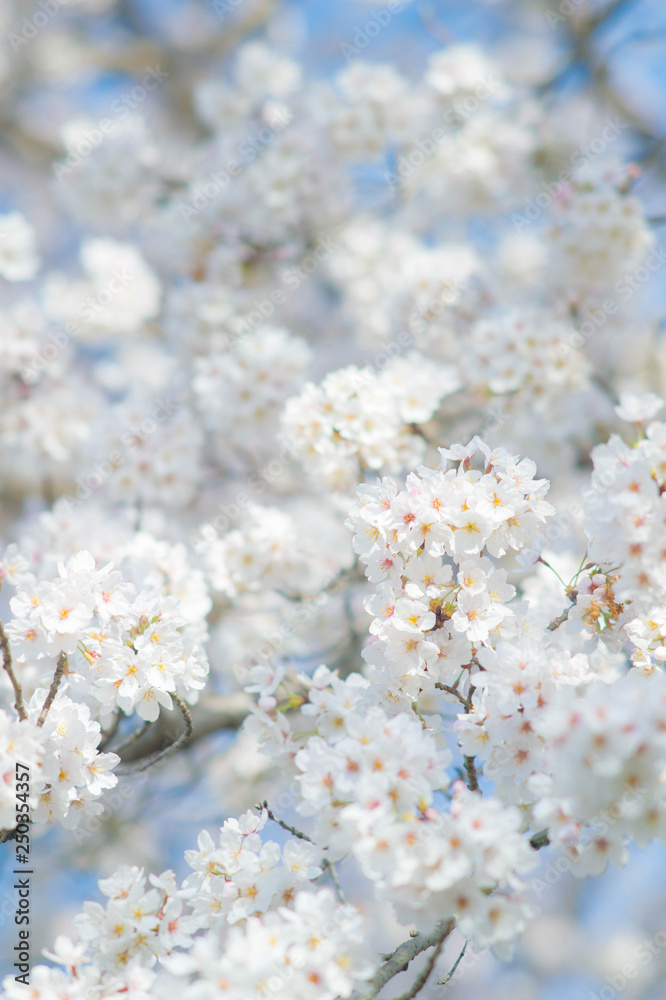 white and pink cherry blossoms cluster
