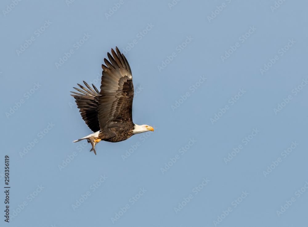 Bald eagle in flight with fish in it's talons, Iowa, USA Bald eagle in flight with fish in it's talons, Iowa, USA