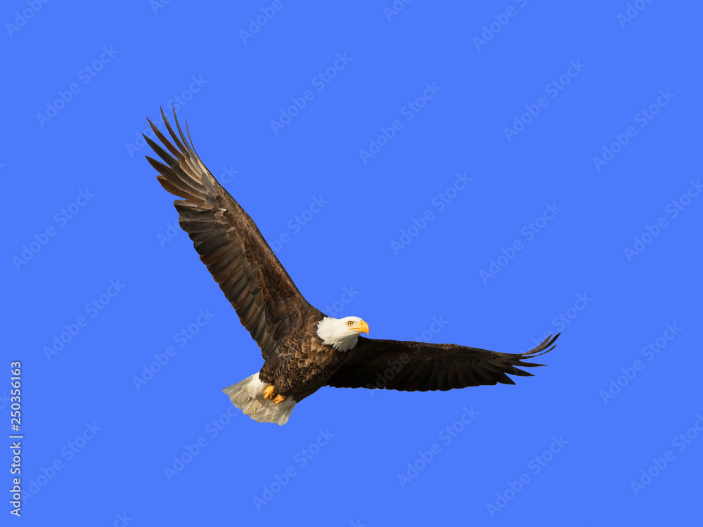 Bald eagle in flight (clipping path included) in blue sky over Des Moines River Bald eagle in flight (clipping path included) in blue sky over Des Moines River