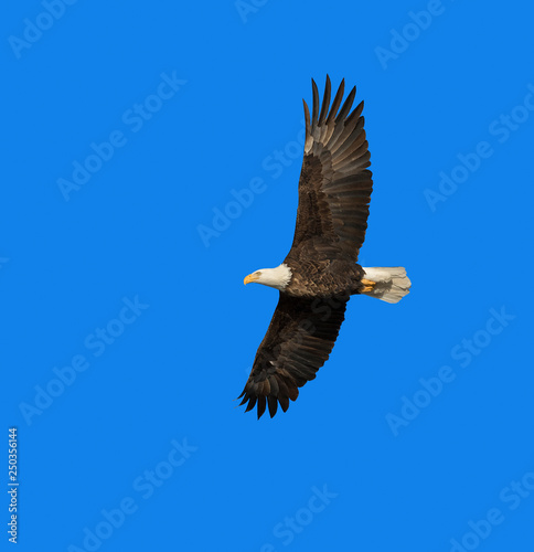 Bald eagle in flight (clipping path included) in blue sky over Des Moines River