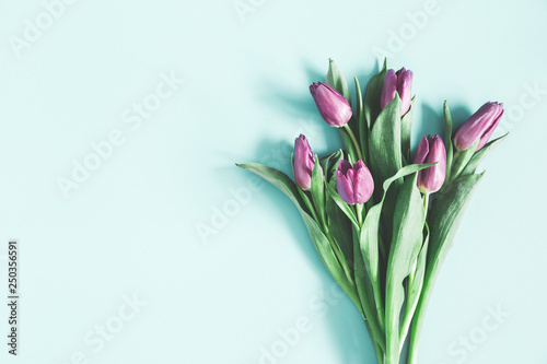 Flowers composition. Purple tulip flowers on pastel blue background. Spring, easter, mothers day, womens day concept. Flat lay, top view, copy space