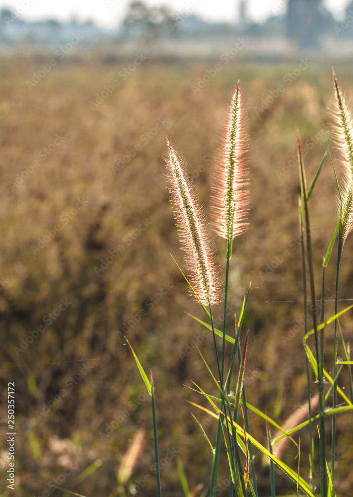 Fototapeta premium grass flowers tropical of beautiful