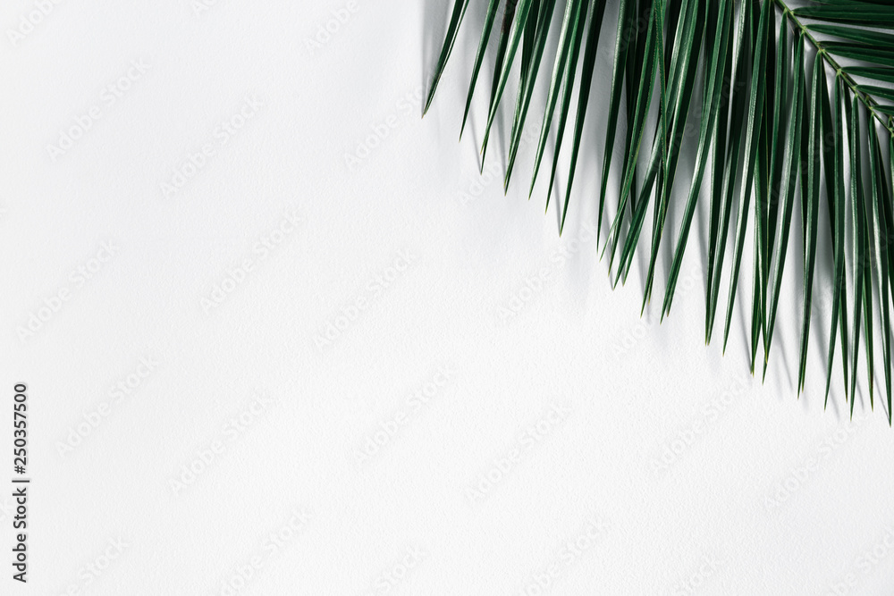 Fototapeta premium Summer composition. Tropical palm leaf on pastel gray background. Summer concept. Flat lay, top view, copy space