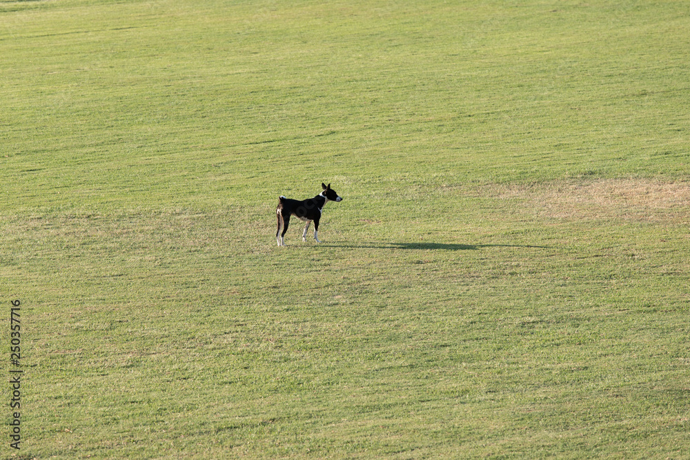 Black dog alone in green grass field. Black dog alone in green grass field.