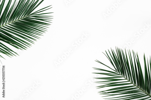 Summer composition. Tropical palm leaf on white background. Summer concept. Flat lay, top view, copy space