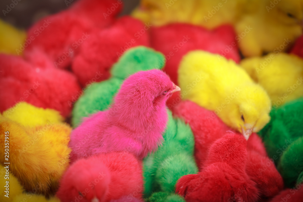 Chickens dyed color