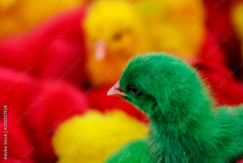 Chickens dyed color green