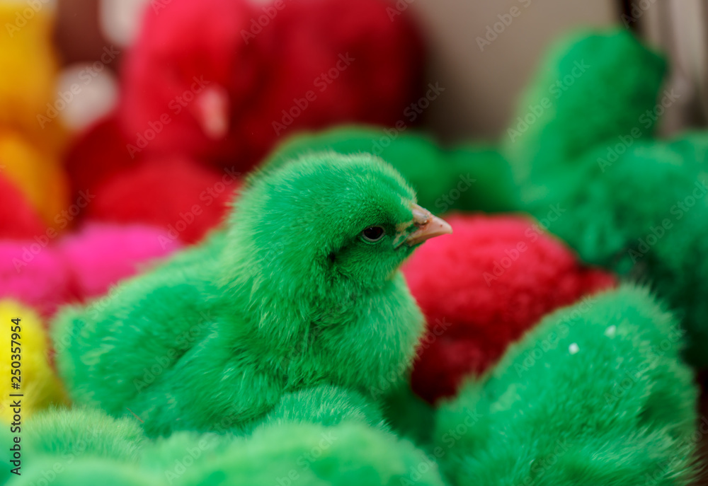 Chickens dyed color green