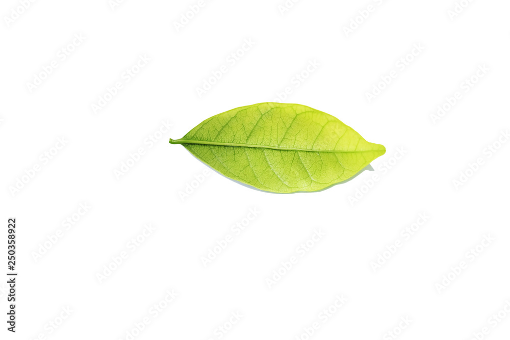 Obraz premium leaf on the white background