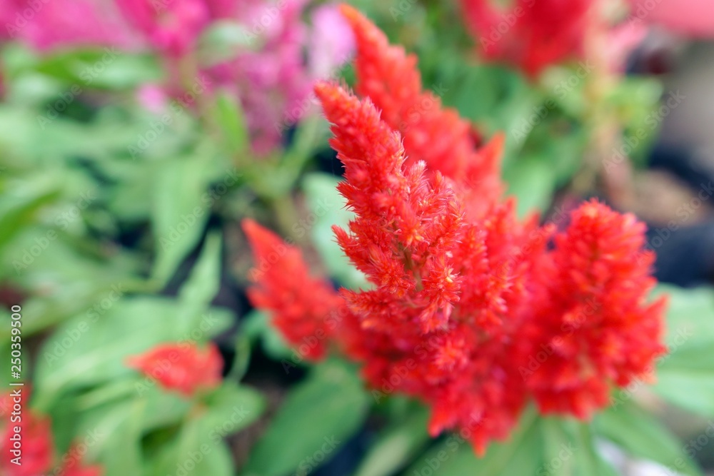 close up small flowers in garden background texture