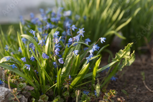Perennial, herbaceous, bulbous plant Siberian Scilla (Latin Scilla siberica) blooms in early spring.