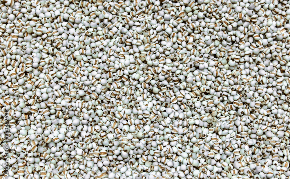 Background texture of raw pearl barley, job's tears is a herbal medicine Background texture of raw pearl barley, job's tears is a herbal medicine
