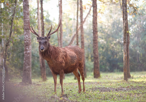 deer in tropical forest 