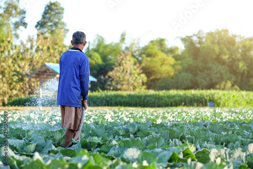 farmer pouring water in cabbage of organic farm 