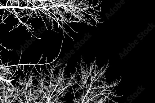 photo, silhouettes of tree branches on a black background 