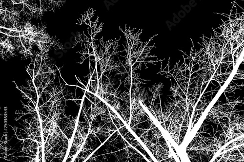 photo  silhouettes of tree branches on a black background 