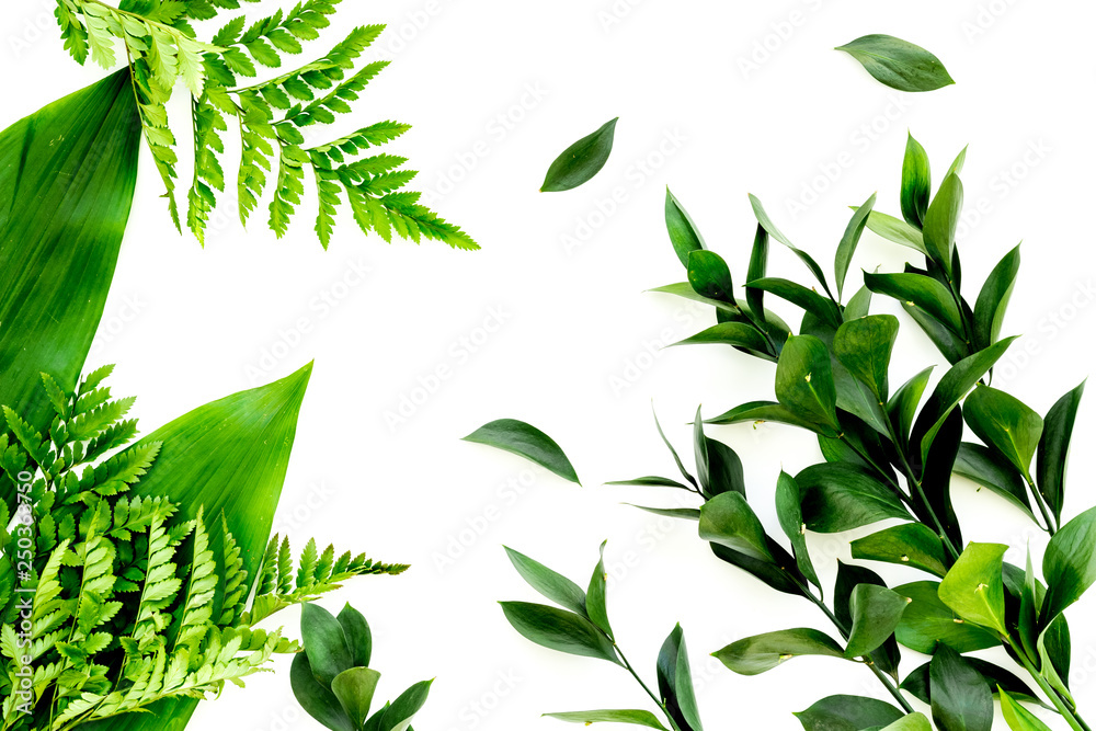Fototapeta premium Spring background with young green plants and leaves on white background top view
