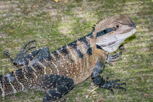 Photography Dragon
