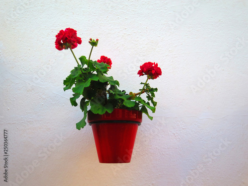 Flowerpot on whitewashed wll in Andalusian village