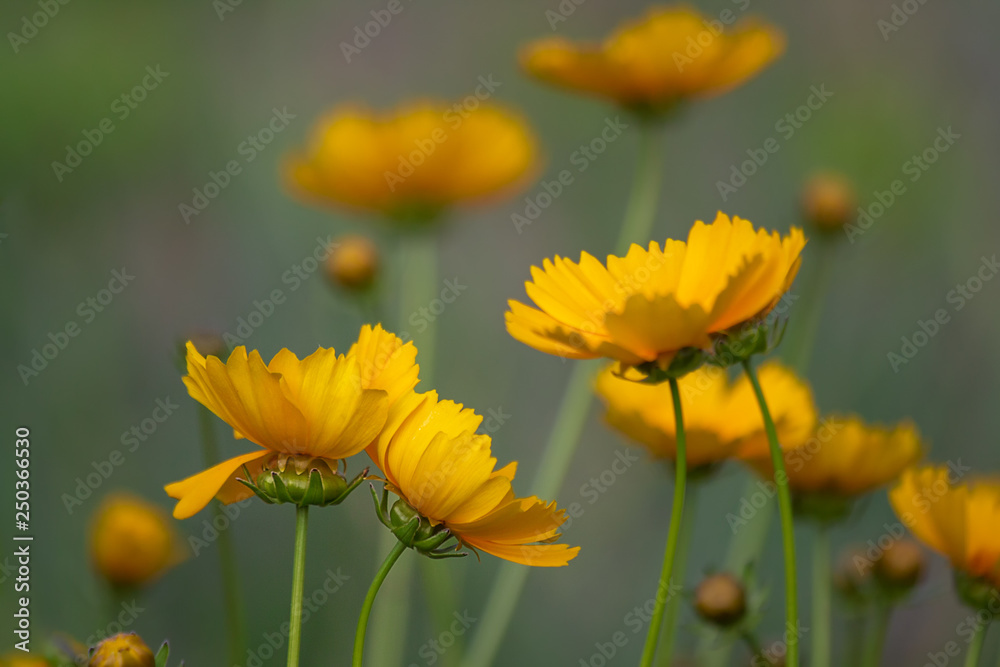 Lovely summer background with yellow coreopsis flowers. Yellow flowers on a blurred yellow-green background. Lovely summer background with yellow coreopsis flowers. Yellow flowers on a blurred yellow-green background.