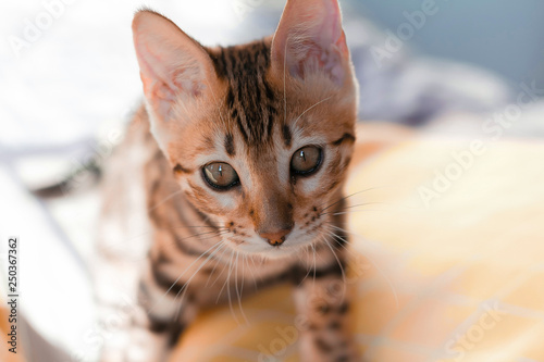little bengal looks curious. kitten sitting on bed. toned image. selective focus.
