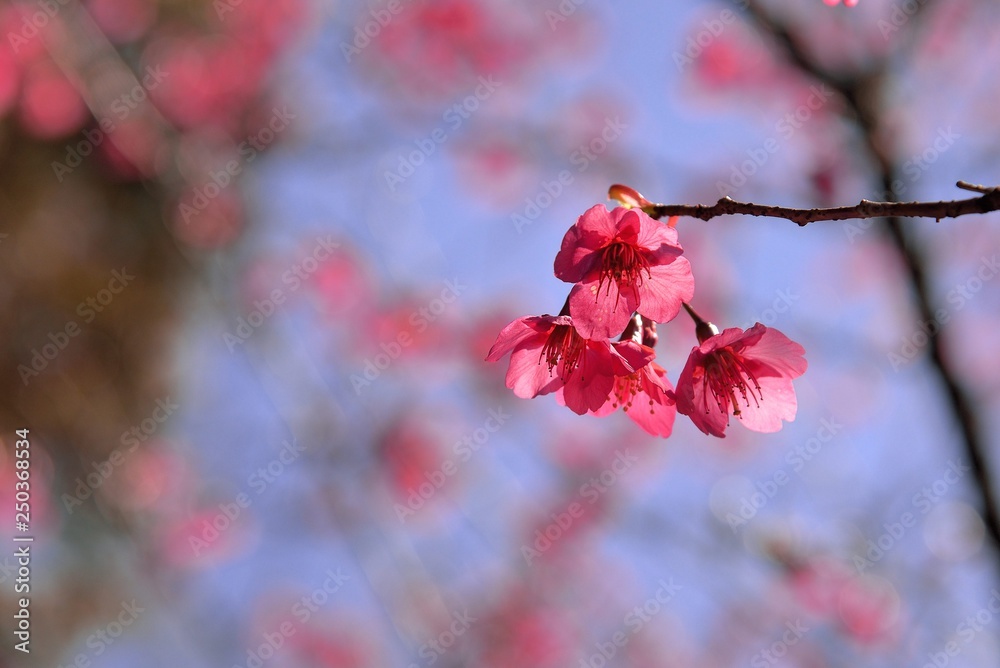 Blooming Taiwan Cherry Blossoms (Prunus campanulata Maxim) in Shei-Pa National Park, Taiwan