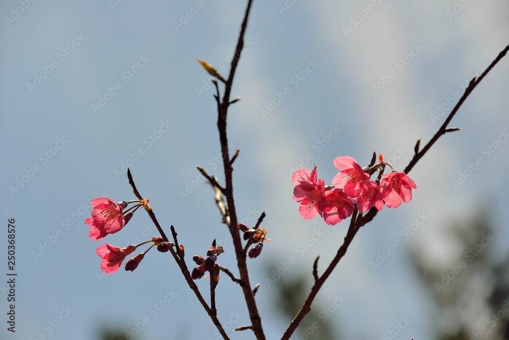 Blooming Taiwan Cherry Blossoms (Prunus campanulata Maxim) in Shei-Pa National Park, Taiwan Blooming Taiwan Cherry Blossoms (Prunus campanulata Maxim) in Shei-Pa National Park, Taiwan