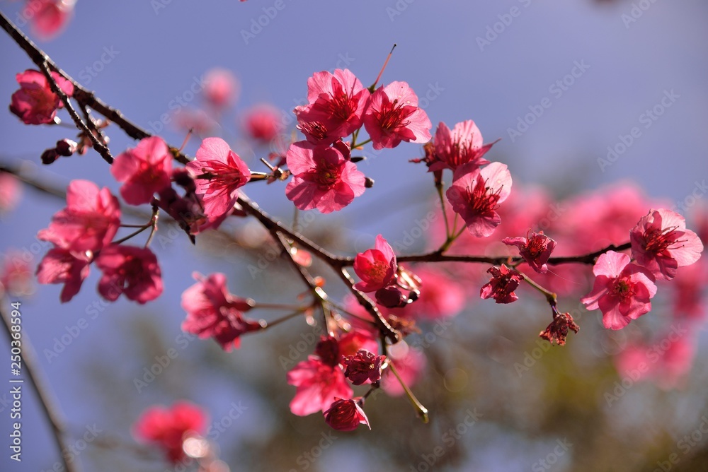 Blooming Taiwan Cherry Blossoms (Prunus campanulata Maxim) in Shei-Pa National Park, Taiwan Blooming Taiwan Cherry Blossoms (Prunus campanulata Maxim) in Shei-Pa National Park, Taiwan
