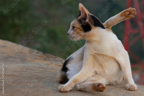 Yellow-spotted Siamese Bobtail cat 