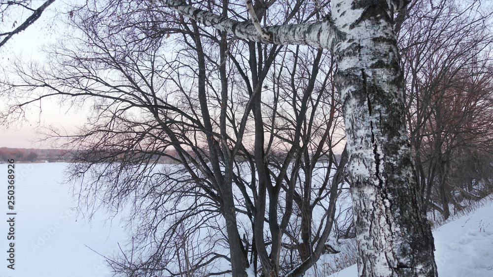 Trees at the river in winter Trees at the river in winter